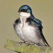 Tree Swallow